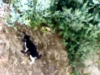 Ushuaia nature spéciale chat sauvage d'Algérie