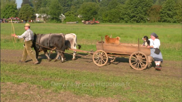 Pferdestark-2015-vaches-attelées