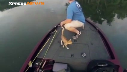 Un pêcheur récupère deux chatons dans une rivière