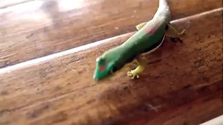 Lined day-gecko, Madagascar