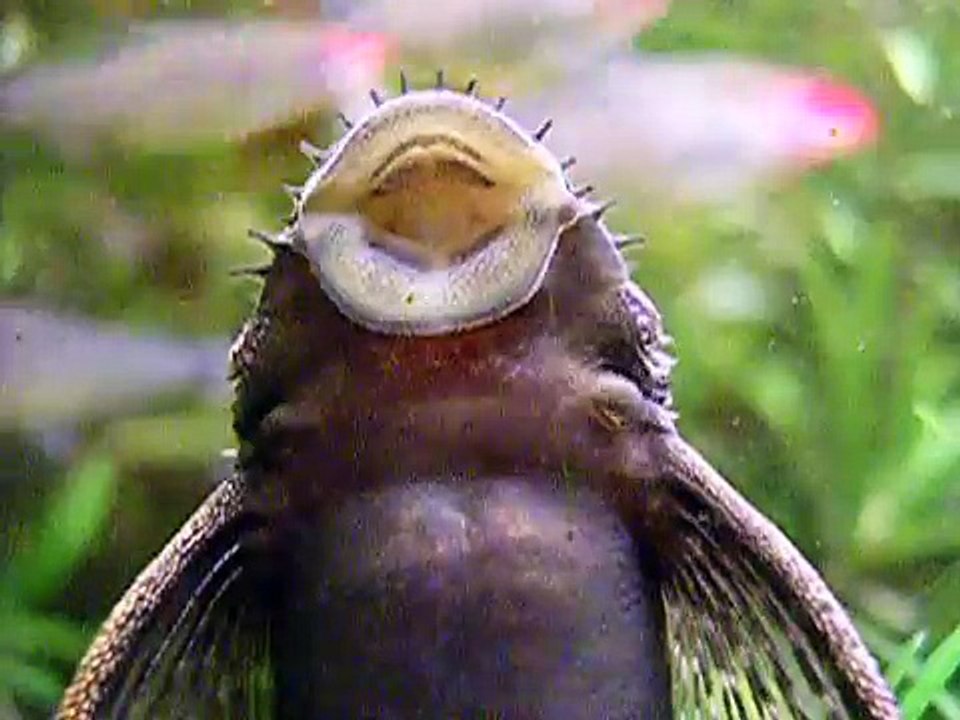 alien fish