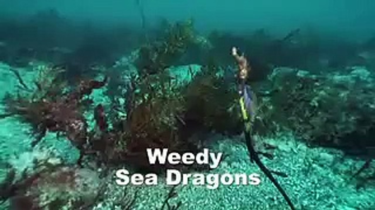 Great White Shark Cage Diving - Dive Trips Australia