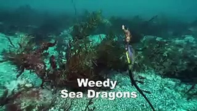 Great White Shark Cage Diving - Dive Trips Australia