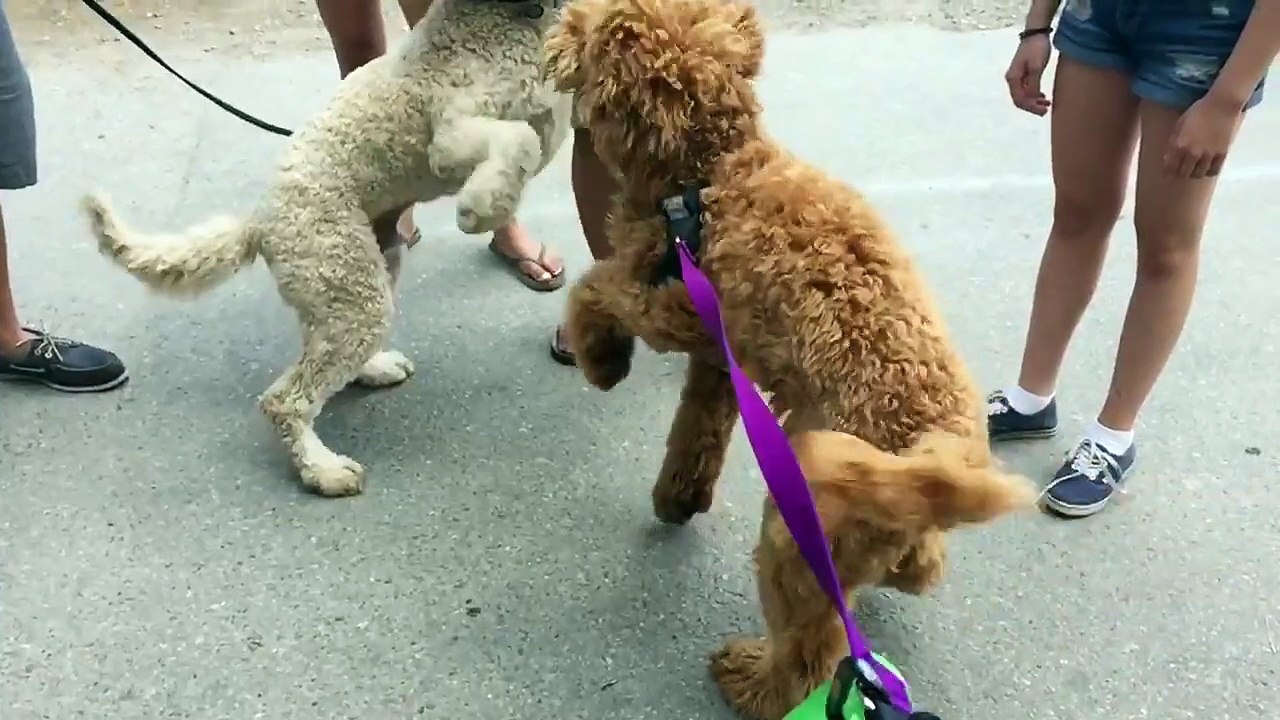 Piper and Mr. Boombastic