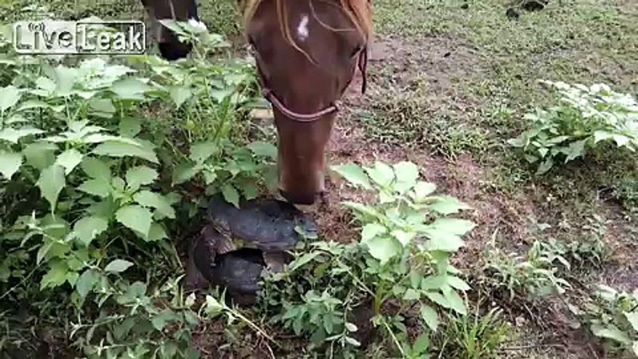 Nosy Horse Gets In The Way Of Tutles Having Sex