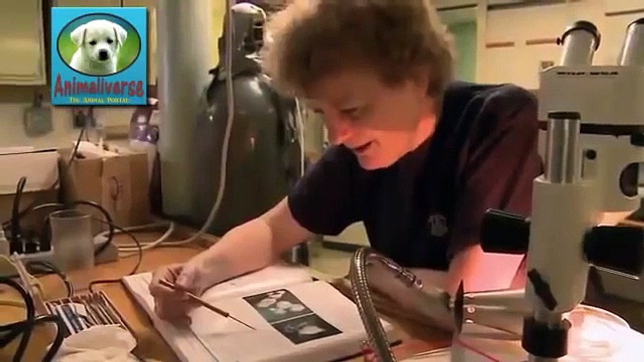 Animals of the Deep Ocean- Part 1- National Geographic Documentary