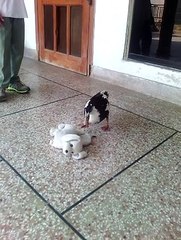 My Duck (JO JO) Hunt Down Dog (Stunt)