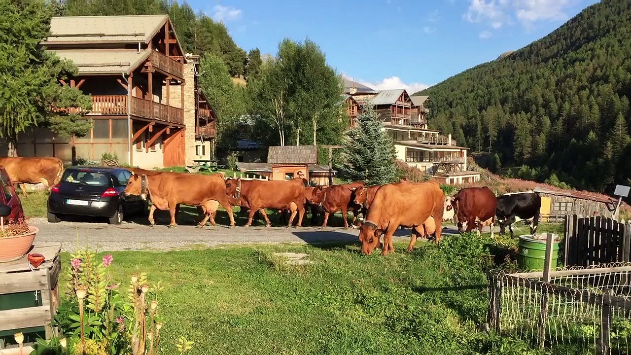 Les vaches de FifiI en fin d'été
