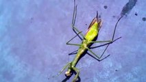 Huge helminth parasites in the mantis