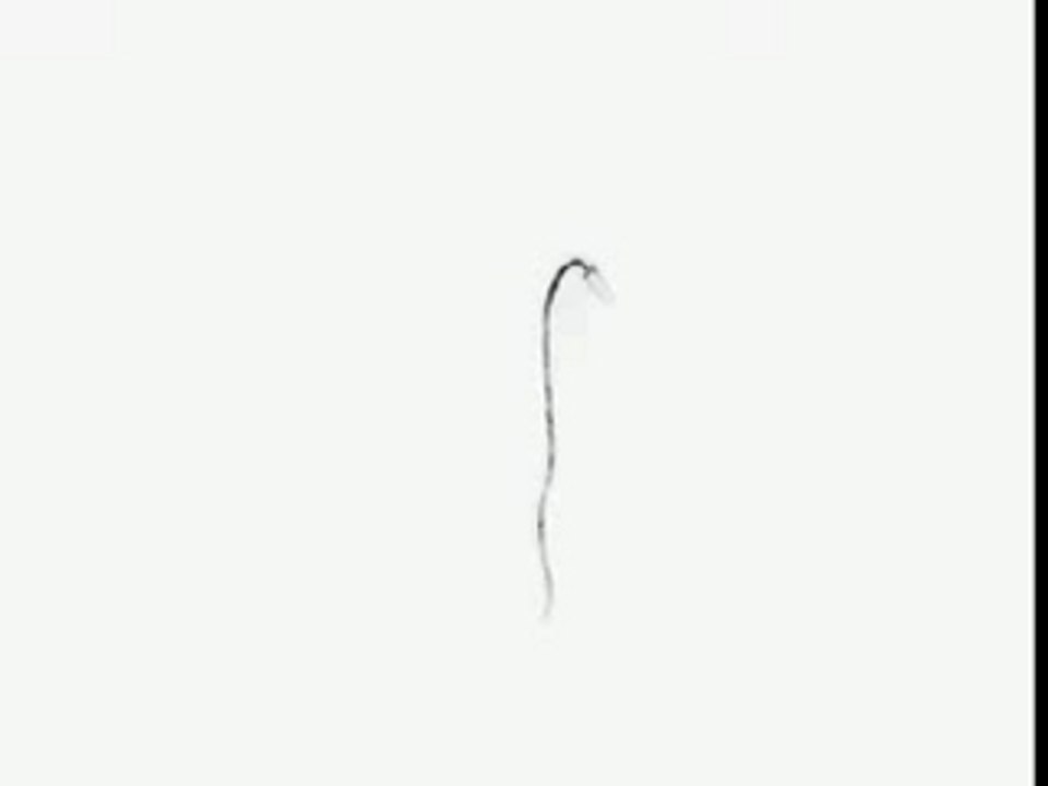 Fouet