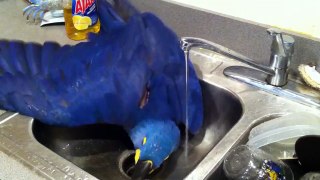 Ivy the hyacinth macaw takes a sink shower