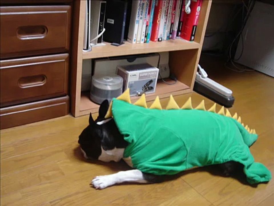 ボストンテリアの虐待か教育か