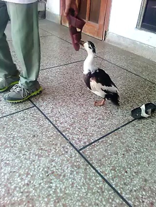 Funny Duck  Playing With Shoe