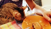 Gattino mangia cornetto al cioccolato - Kitten eats chocolate croissant
