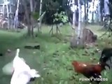 Funny Videos - Funny Animals | Chickens and Duck spar - Part 2