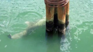 Bottlenose Dolphin in Bayboro Harbor