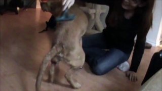 Funny animals How To Teach A Dog To Tap Dance