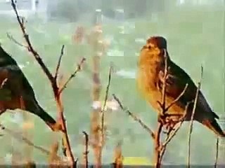 احلى شيلة سمعتها بحياتي