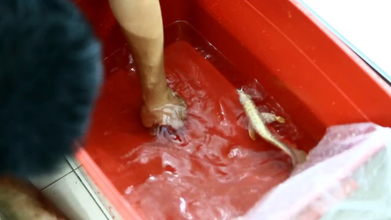 Make up for arowana (Lucky Tropical Fish farm)