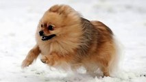 Funny cats compilation 2015 - Funny dogs and cats playing in the snow