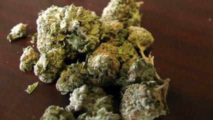 Seattle Cannabis Cup - 5 Kinds Of Weed