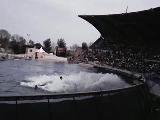 Saut marineland orque final