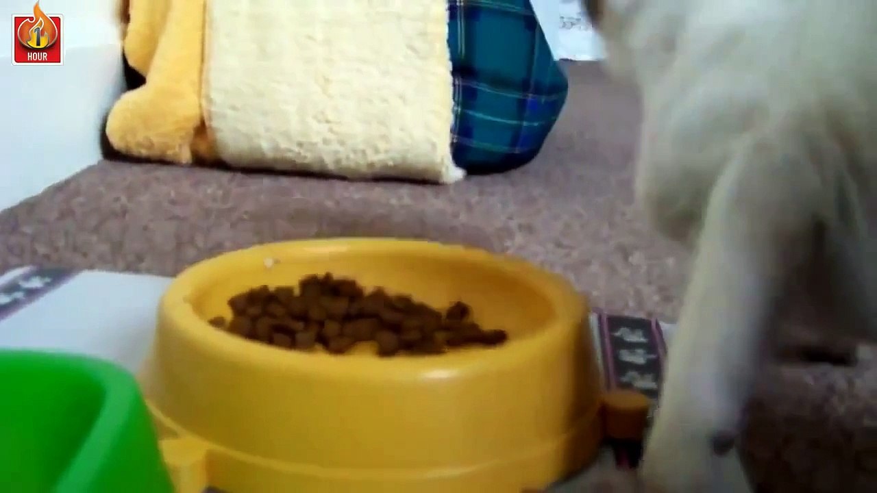 Cats can talk Compilation - Top 2010 - 2015 Funny Moments with Cats