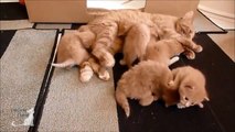 Funny cats compilation 2015 - Baby Cats playing