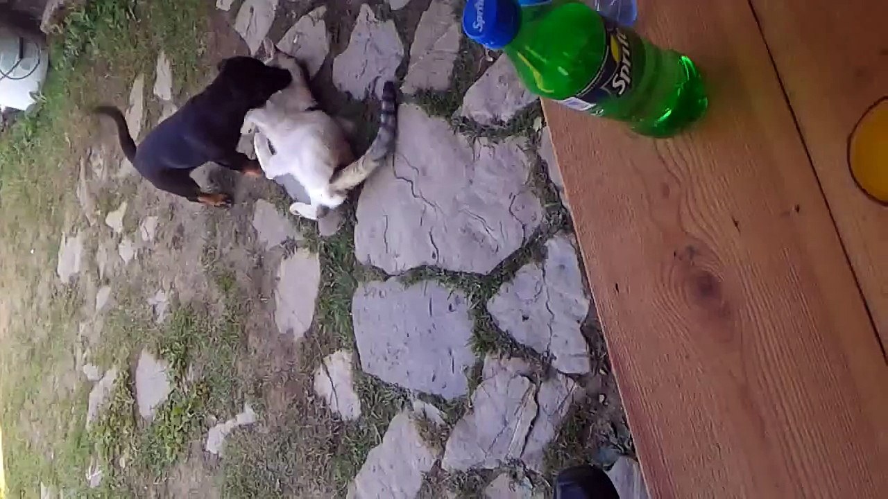 Funny!!Dog fighting cat! (Pas bije mackicu!)