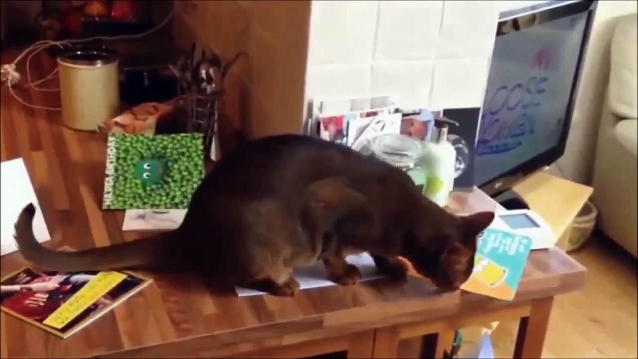 funny cats!!