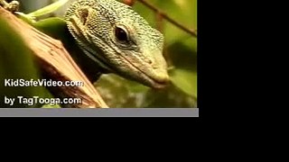 Real-Life Geico Gecko