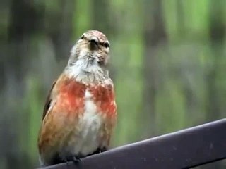 Canto del Pardillo comun