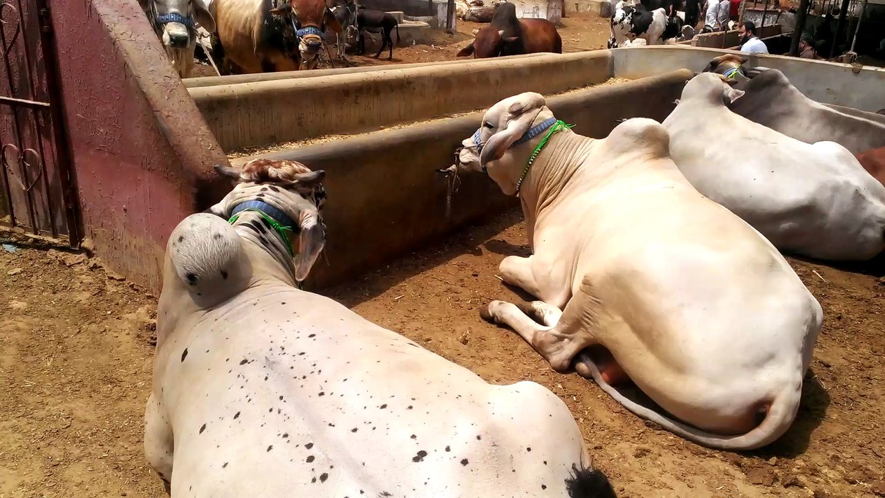 Qurbani Janwar