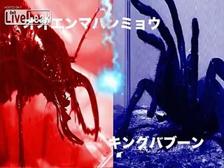 Manticora Tiger Beetle VS King Baboon Tarantula