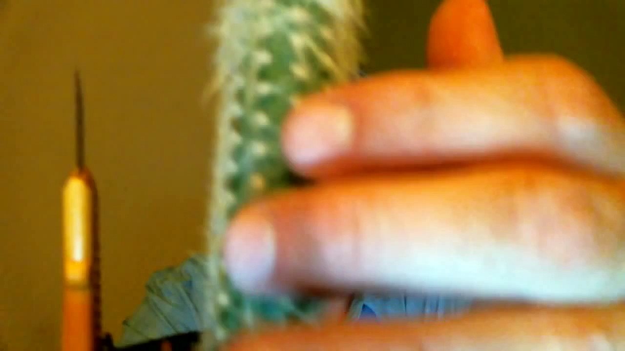 Shoenice and the Dave's Insanity Cactus challenge