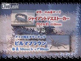 Giant Deathstalker Scorpion VS Burmese Brown Tarantula