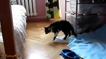 Cats Jump Fails - Funny Compilation