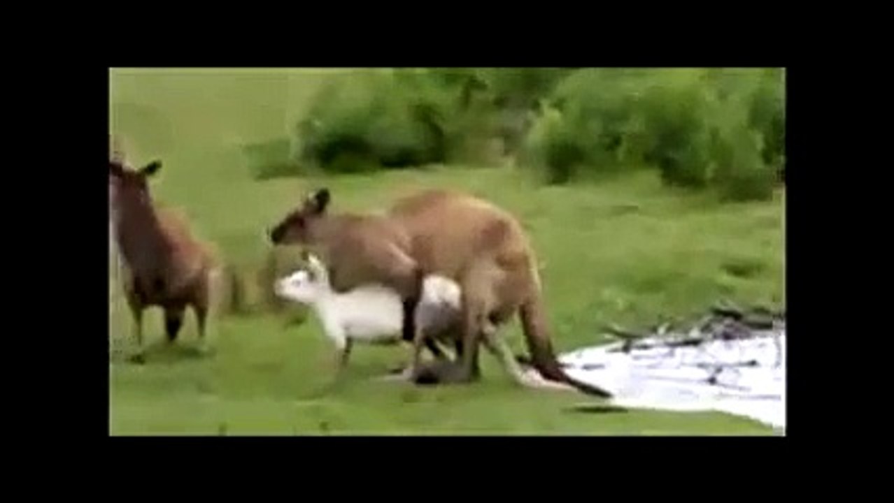 Animals mate Giant Kangaroo animal - video Dailymotion