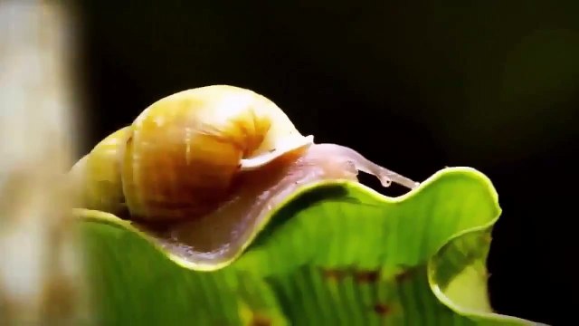 Animal Documentary Full - Eagles Attacks Animals - National Geographic HD