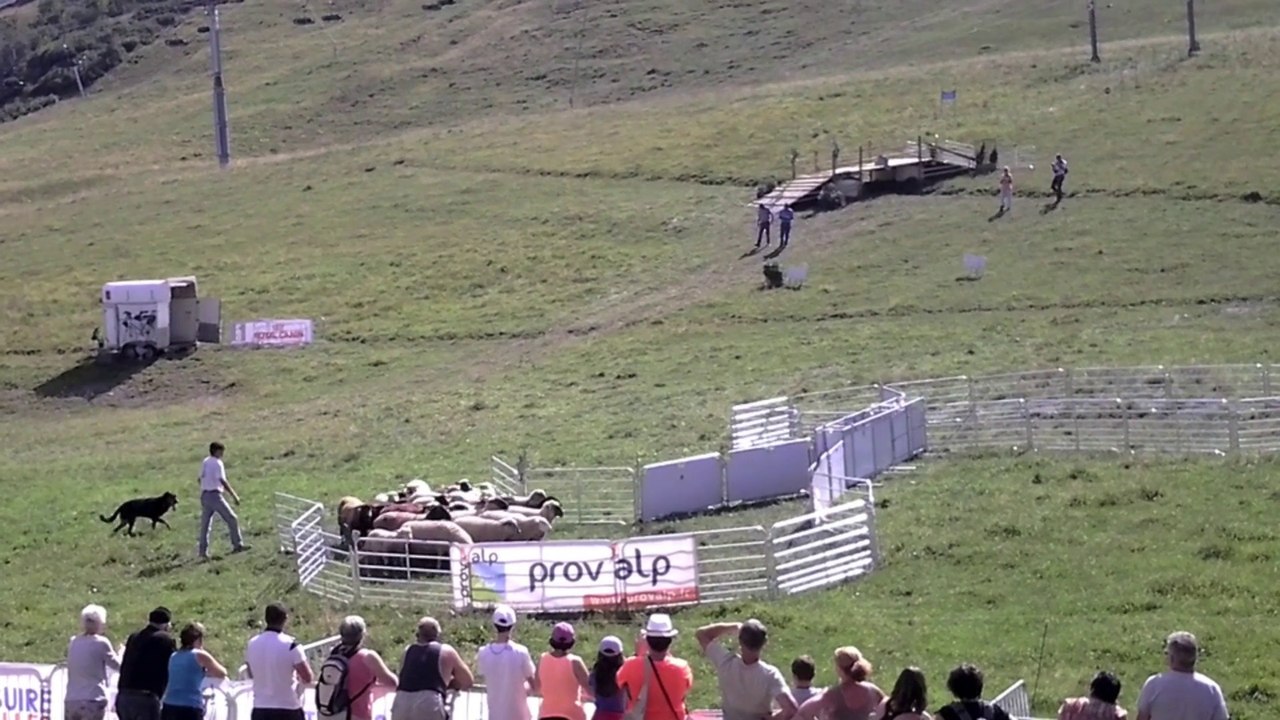 F'Cool le beauceron gagne la finale troupeaux 2015