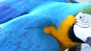 ルリコンゴウインコはガラナが大好き！Arara gosta muito de Guarana Antarctica !