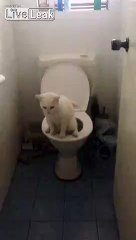 Cat pissing on toilet