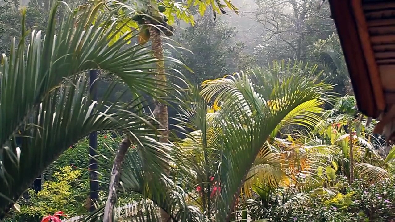 Sound of Indri Lemur