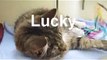 Lucky the Cat available for rehoming from The Blue Cross at Bromsgrove