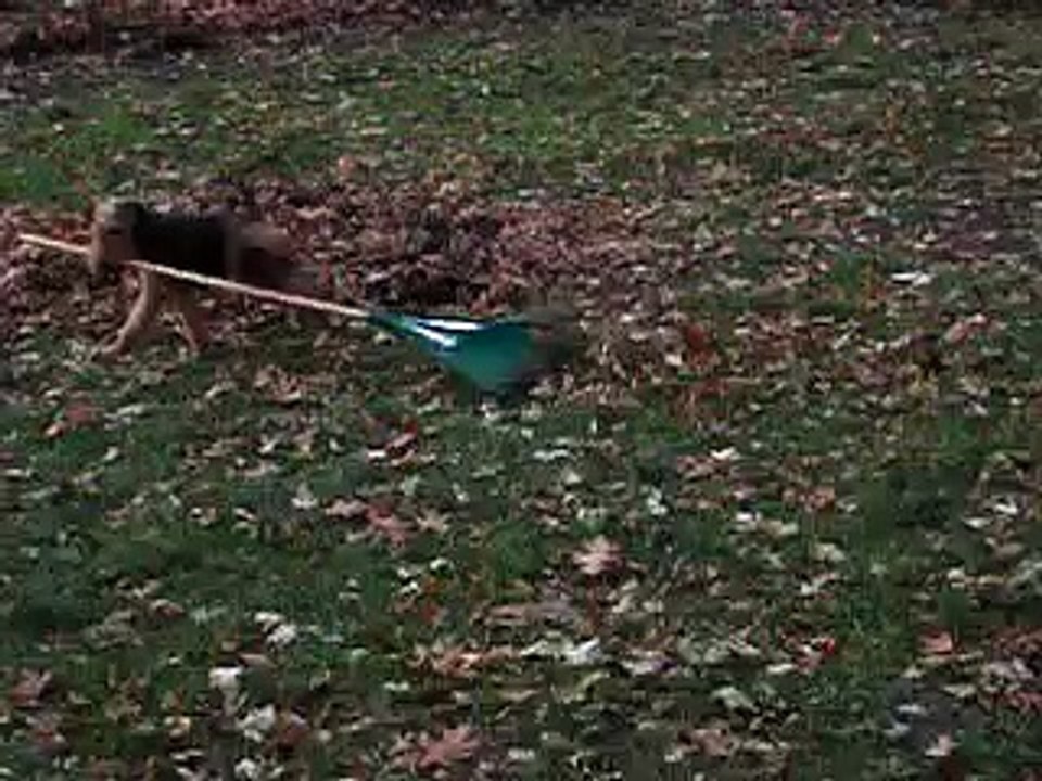 Luke Meets Leaves