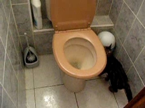 un chat qui va au toilettes