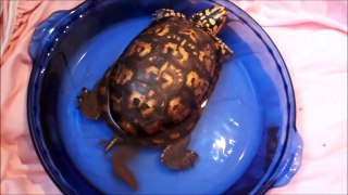 Part 7 of 10 Wild eastern box turtle story, box turtle care, rehab and release-bot fly
