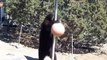 Bear Plays Tetherball   Funny Animals