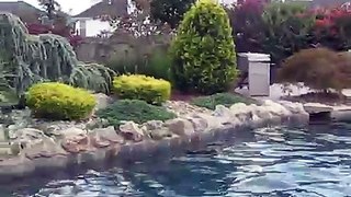 Yellow lab jumps into pool