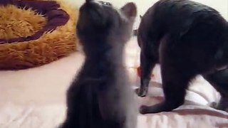 Russian Blue kittens - 7 weeks